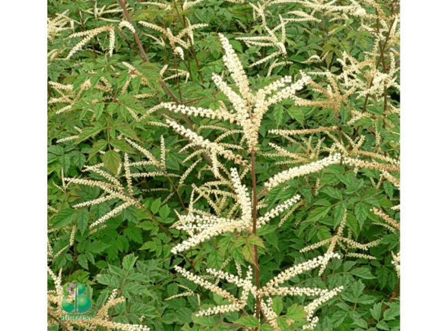 Aruncus   'Guinea Fowl'